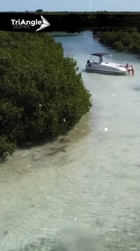 Deadly Encounter: Shark Hunts Stingray | Triangle Stories