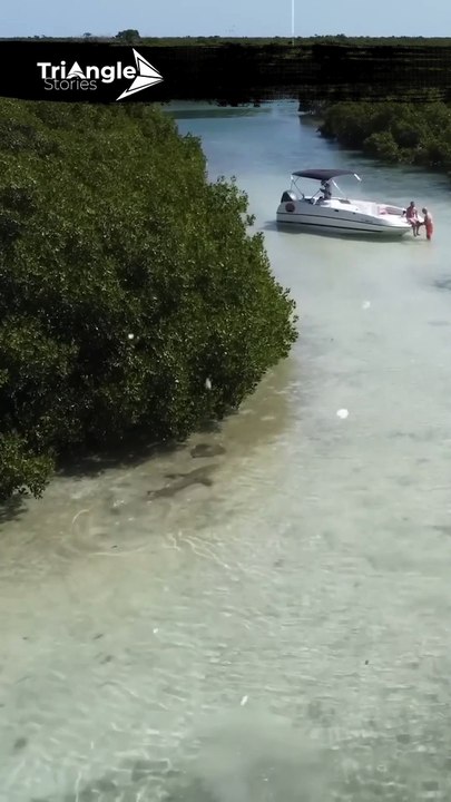 Deadly Encounter: Shark Hunts Stingray | Triangle Stories