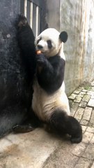 The daily life of pandas 🐼(59)   #Panda #Lovely