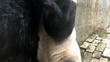The daily life of pandas 🐼(59)   #Panda #Lovely