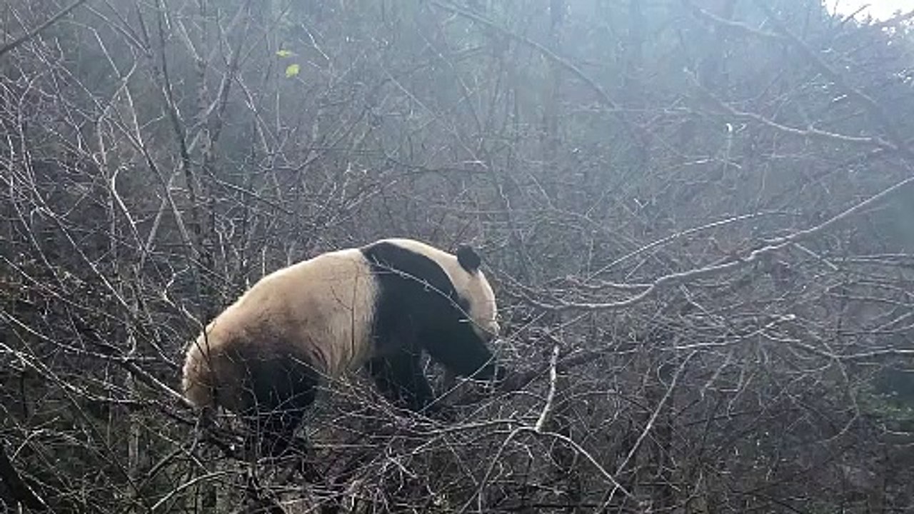The daily life of pandas 🐼(61)   #Panda #Lovely