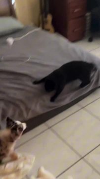 Playful Tussles Lead To Heartwarming Friendship Between Cat And Puppy