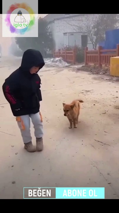Horon Tepen Köpek