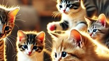 beautiful cats