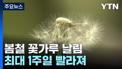최대 1주일 빨라진 '봄철 꽃가루 날림'...이유는? / YTN