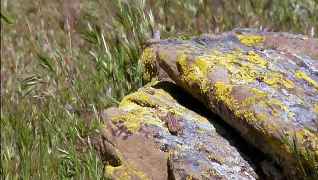 Life in Cold Blood_1of5_The Cold-Blooded Truth