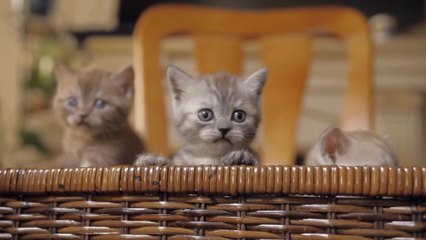Is Your Four Legged Friend Suffering: The Hidden Pet Allergy Crisis