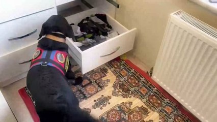 Sinop'ta bonzai maddesi ele geçirildi