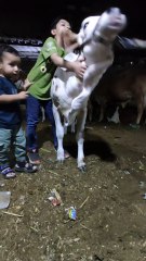 Ahil is having fun with the cow