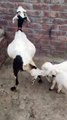 03215779288 Crossbred Goat with Twin Kids Sale/Lahore