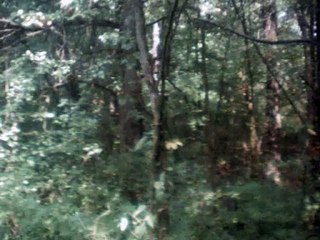 The Ash Grove Instrumental 🎶