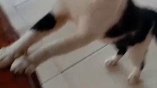 kucing doyan kripik