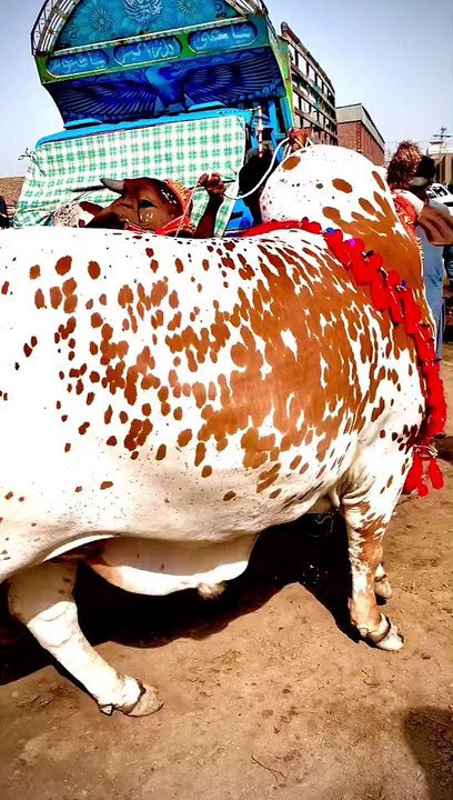 qurbani janwar 1