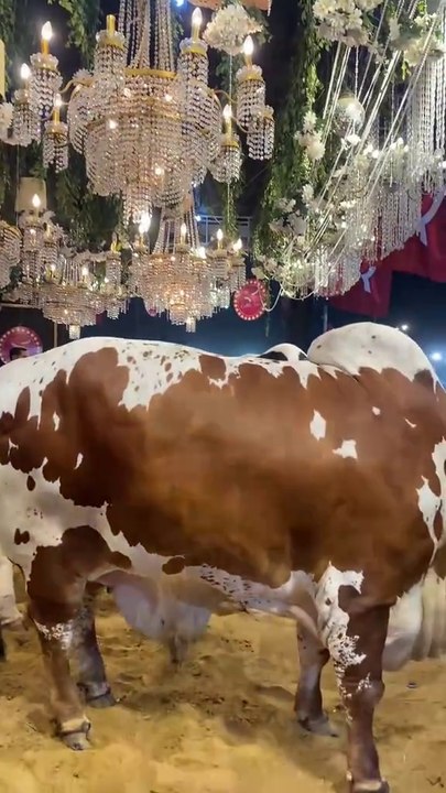qurbani janwar 3