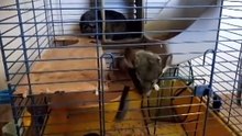 funny pets C23