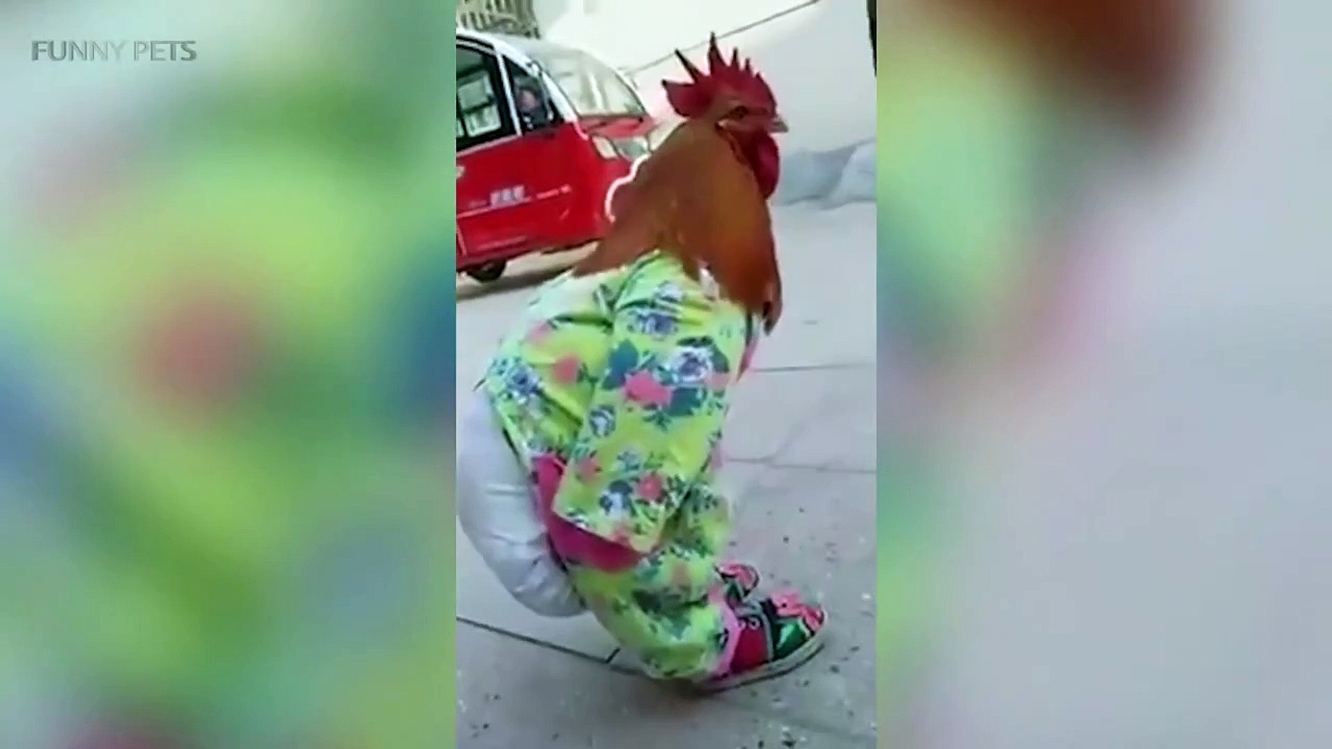 pets funny c2