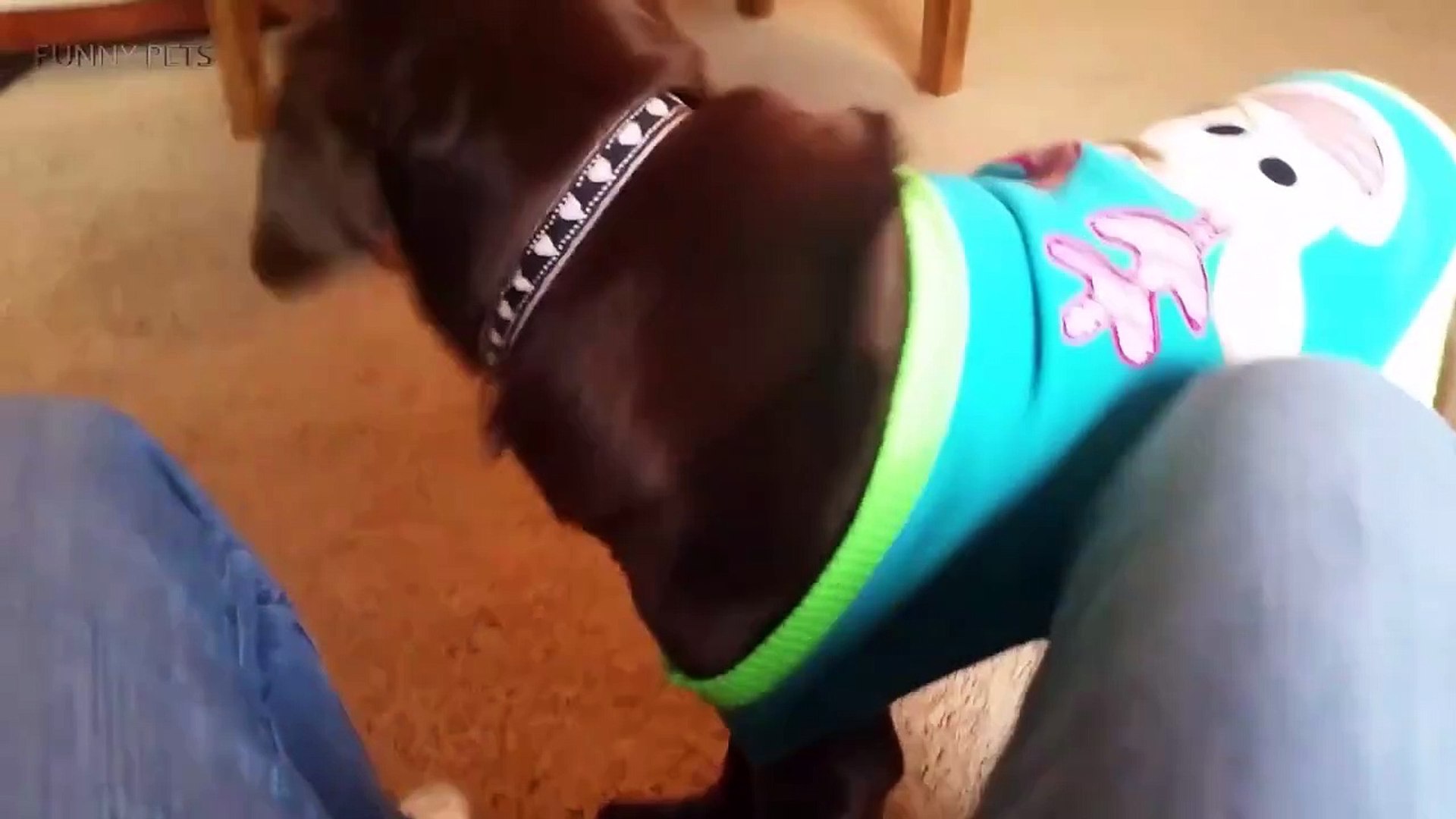 funny pets c21