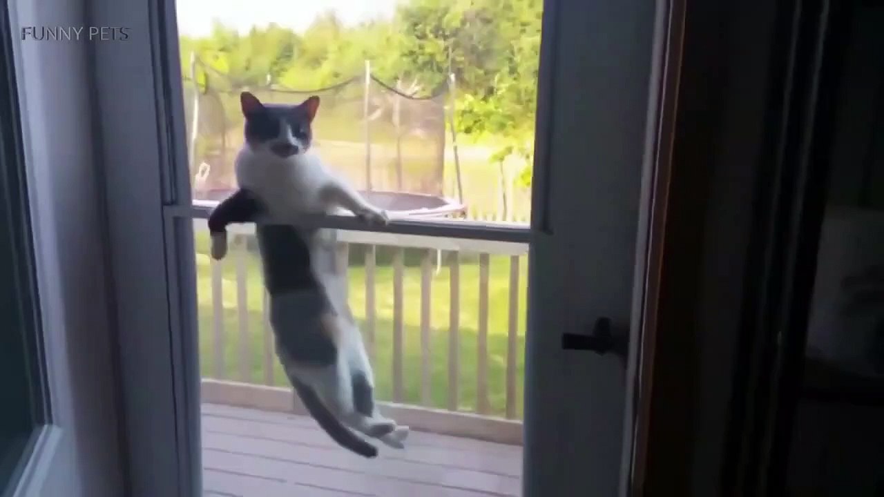 funny pets C24