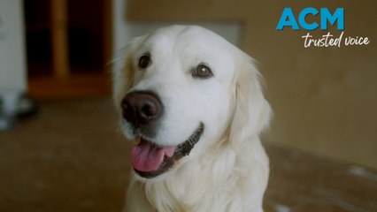 Top Aussie Pet Names of 2025 🐾: What Aussies Are Naming Their Pets Now