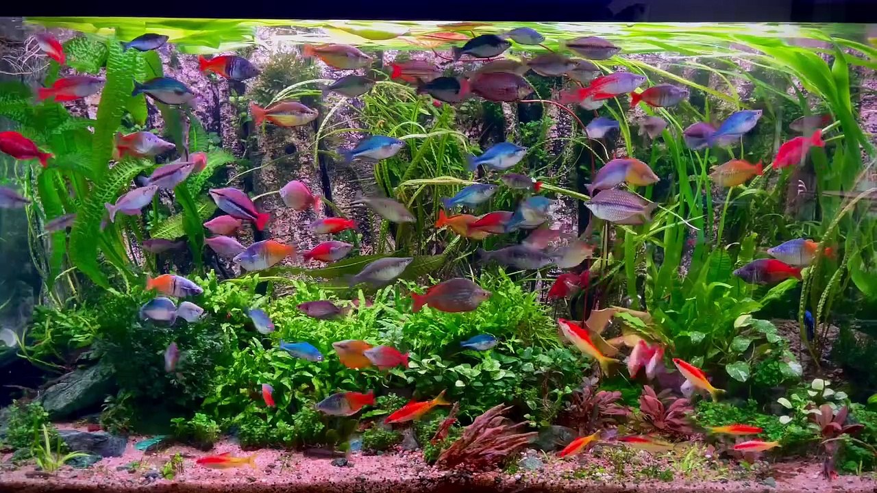 Planted aquarium 45