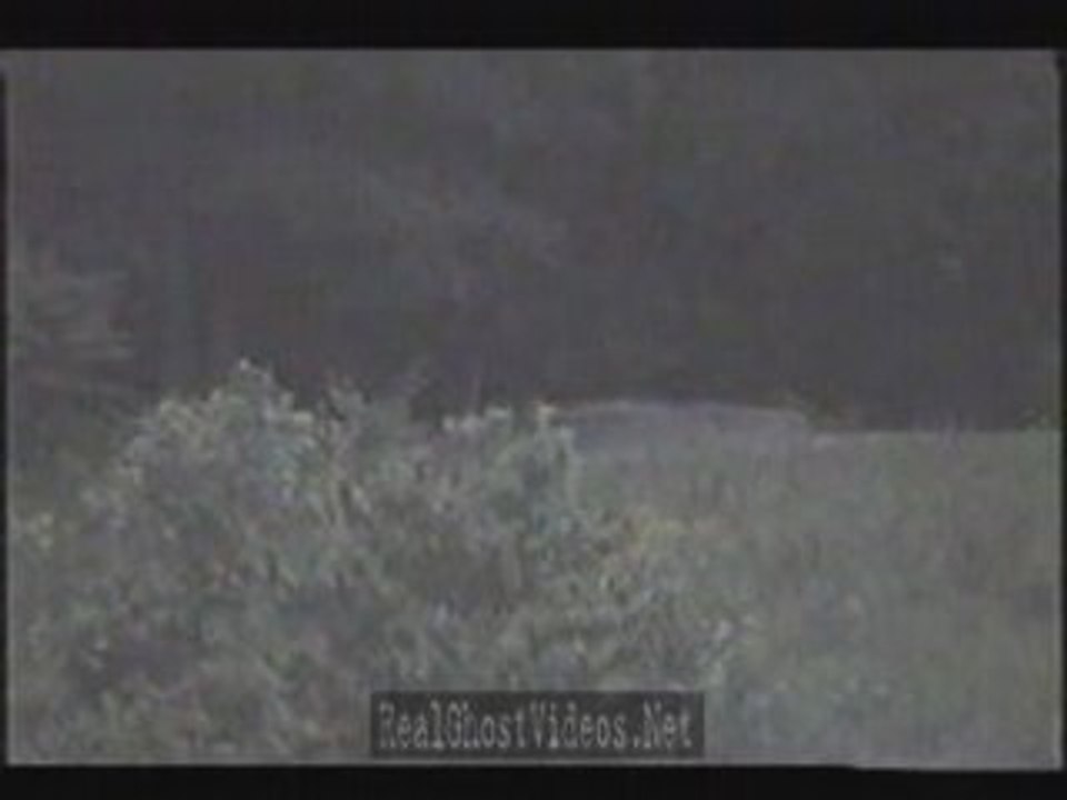 Forest Ghosts