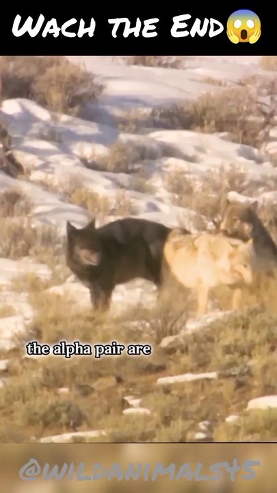 animals wolf #animals #short #viral