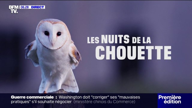 Les nuits de la chouette: les éclosions se poursuivent avec déjà cinq petits poussins en Vendée
