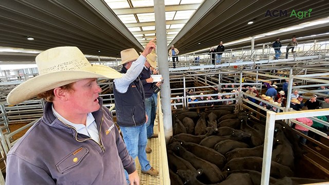 Scotts Angus blood steers sell at Tamworth