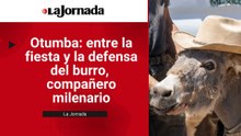 Otumba: entre la fiesta y la defensa del burro,  compañero milenario