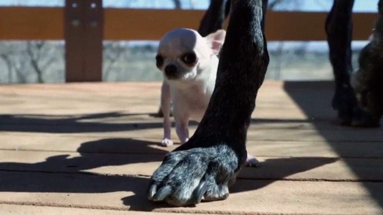 El perro más grande y el más pequeño del mundo se citan por primera vez