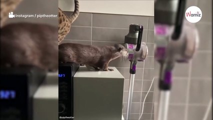 Abandoned baby otter is rescued and brought up alongside a Bengal cat