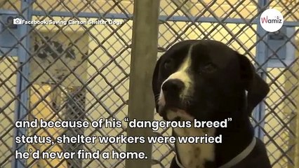 Watch: Dog has the most incredible reaction when he realises he's been adopted