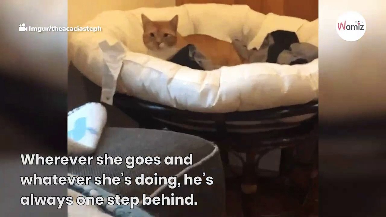 Owner doesn’t understand why her rescue cat constantly stares at her