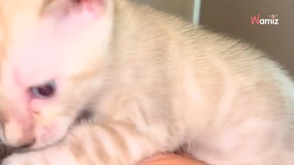 Un chaton Bengal blanc rarissime fait sensation sur les réseaux (Vidéo)
