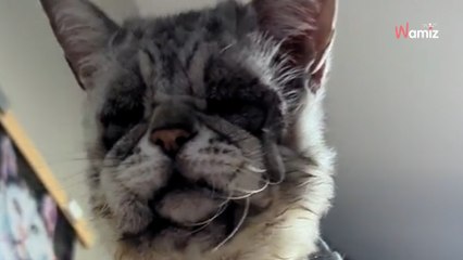 Atteint d'un syndrome d'Ehlers-Danlos, ce chat fascine les internautes avec son physique atypique (vidéo)