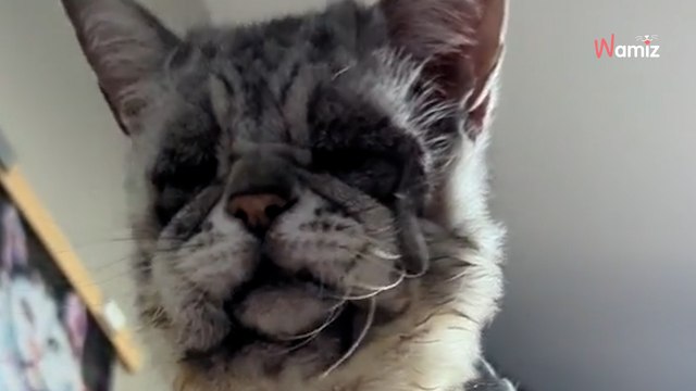 Atteint d'un syndrome d'Ehlers-Danlos, ce chat fascine les internautes avec son physique atypique (vidéo)
