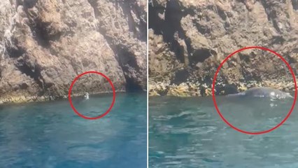 Una Foca monaca avvistata a Capri