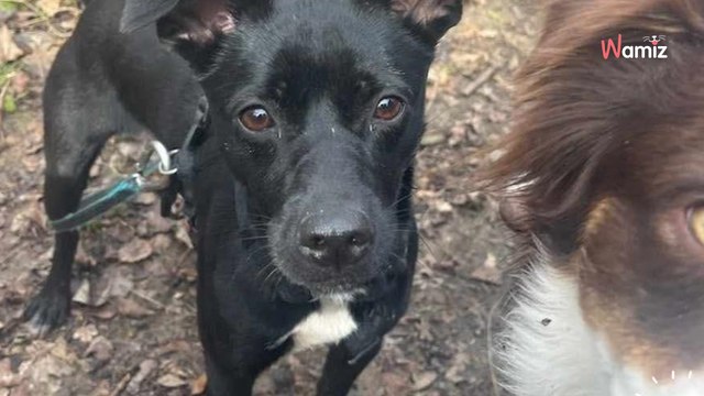 Sa maîtresse n'avait plus les moyens de s'en occuper : cette très jeune chienne attend sa seconde chance