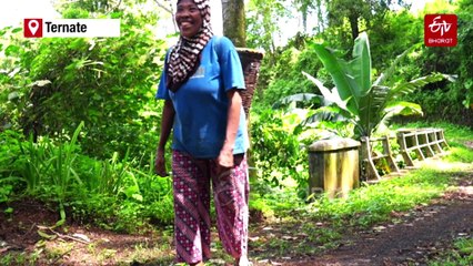 Climate Change Takes Spice From Indonesia Clove Farms