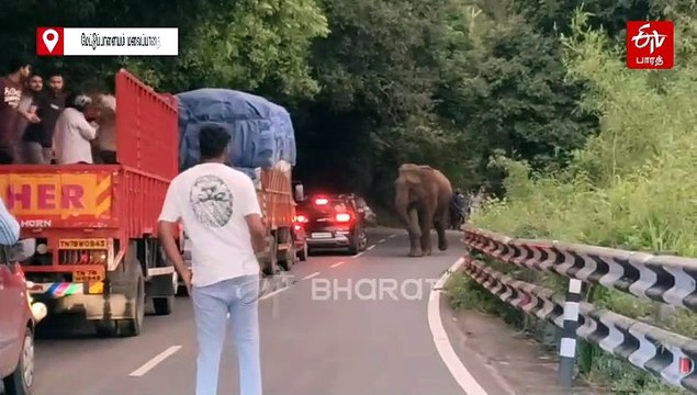 வாகனங்களை வழிமறித்து நின்ற காட்டு யானை - வைரலாகும் வீடியோ!