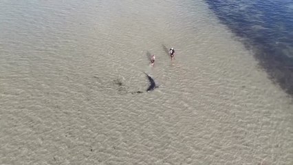 Australian father-son duo help rescue great white shark stuck in shallows