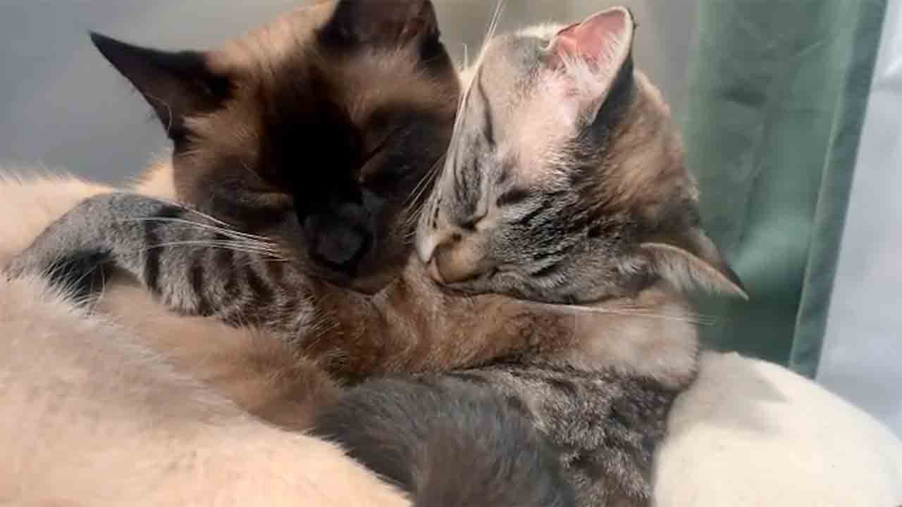 Sevimli video: Sarılan iki kedi yavrusu internette viral oldu, kalpleri eritti