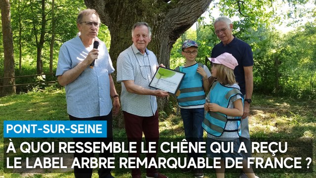 À quoi ressemble le chêne aubois qui a reçu le label Arbre remarquable de France ?