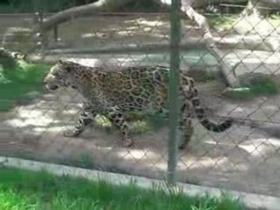 Un ami a Rasta