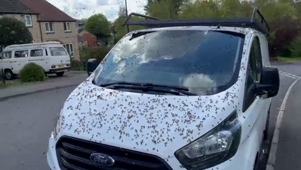 Britischer Pub von 3.000 Bienen umschwärmt