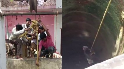 Welpe nach Sturz in 27 Meter tiefen Brunnen gerettet