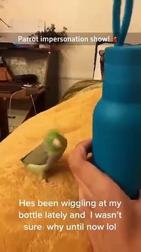 Parrot impersonation show 🤣🤣 #funnyshorts #funny #funnyanimals #pets #fyp #foryou #cute #parrot