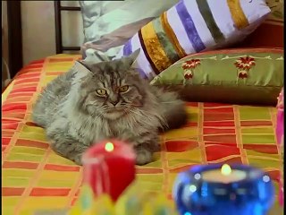 Acemi Cadı 34. Bölüm