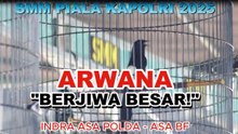 AKSI MURAI BATU ARWANA DI SMM PIALA KAPOLRI 2025
