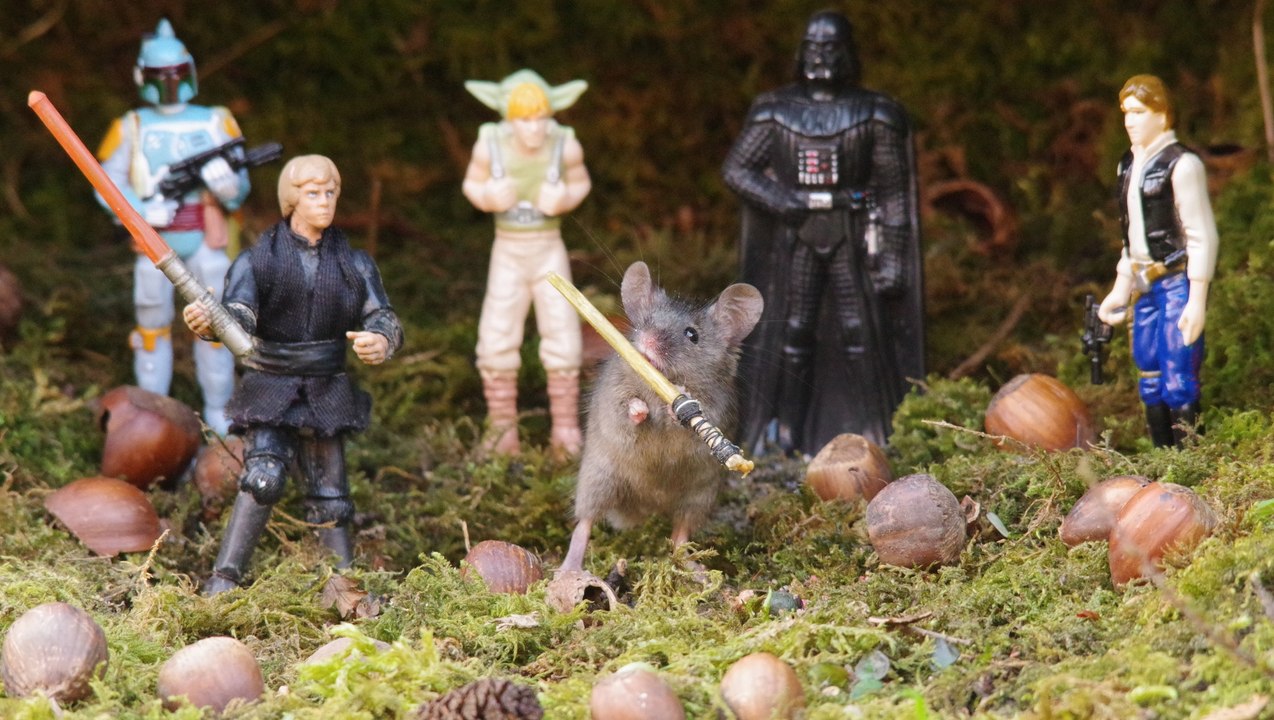 "May the cheese be with you!" Wild mice in funny Star Wars scene